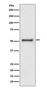 TRAF2 Recombinant Rabbit Monoclonal Antibody