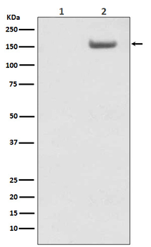 Phospho-SMC1 alpha (Ser957) Recombinant Rabbit Monoclonal Antibody