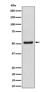 NUP50 Recombinant Rabbit Monoclonal Antibody