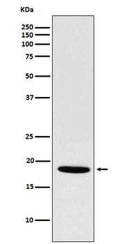 NDUFS4 Recombinant Rabbit Monoclonal Antibody