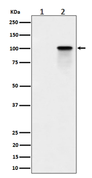 Phospho-Nucleolin (Thr84) Recombinant Rabbit Monoclonal Antibody