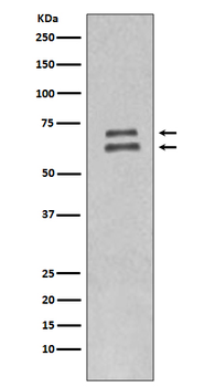 Lamin A/C Recombinant Rabbit Monoclonal Antibody