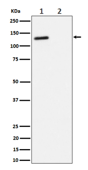 Phospho-Rb2 p130 (T986) Recombinant Rabbit Monoclonal Antibody