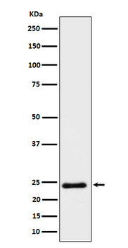 MRAS Recombinant Rabbit Monoclonal Antibody