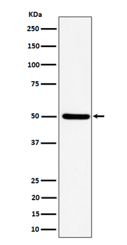 UBA3 Recombinant Rabbit Monoclonal Antibody