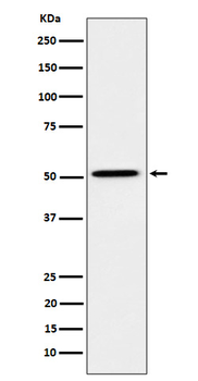 HNF4A Recombinant Rabbit Monoclonal Antibody