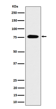 CRTC3 Recombinant Rabbit Monoclonal Antibody