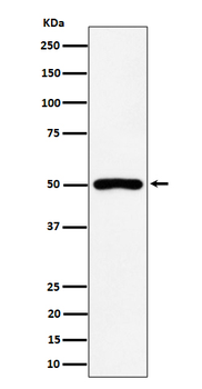 P2Y12 Recombinant Rabbit Monoclonal Antibody