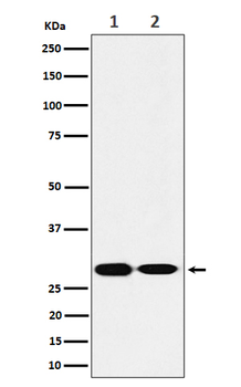 SNAP29 Recombinant Rabbit Monoclonal Antibody