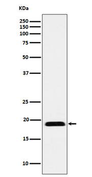 MYL12B Recombinant Rabbit Monoclonal Antibody