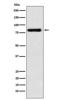 PAG1 Recombinant Rabbit Monoclonal Antibody