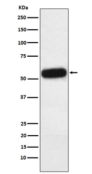 Fetuin A/AHSG Recombinant Rabbit Monoclonal Antibody