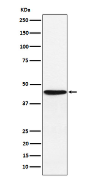 HLA F Recombinant Rabbit Monoclonal Antibody