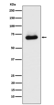 STK39 Recombinant Rabbit Monoclonal Antibody