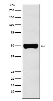 CHX10 Recombinant Rabbit Monoclonal Antibody