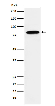 DBF4A Recombinant Rabbit Monoclonal Antibody