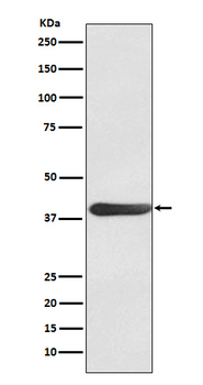 FRA1 Recombinant Rabbit Monoclonal Antibody