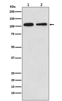 MOV10 Recombinant Rabbit Monoclonal Antibody