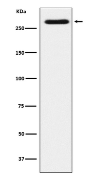 SorLA Recombinant Rabbit Monoclonal Antibody