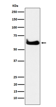 TCP1 alpha Recombinant Rabbit Monoclonal Antibody