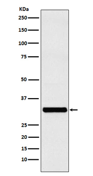 Rab27a Recombinant Rabbit Monoclonal Antibody