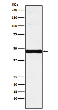 IRF9/ISGF3 Recombinant Rabbit Monoclonal Antibody