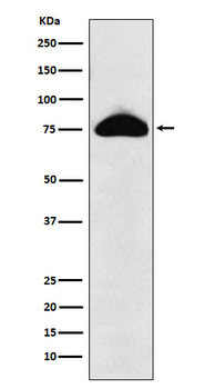 CEACAM8 Recombinant Rabbit Monoclonal Antibody