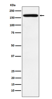 PODXL Recombinant Rabbit Monoclonal Antibody