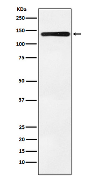 Bub1 Recombinant Rabbit Monoclonal Antibody