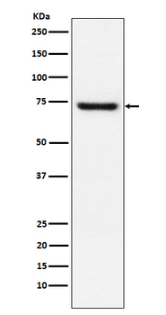 TRF2 Recombinant Rabbit Monoclonal Antibody