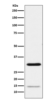 Geminin Recombinant Rabbit Monoclonal Antibody