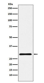 CBX7 Recombinant Rabbit Monoclonal Antibody