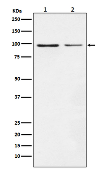 Dynamin 1 Recombinant Rabbit Monoclonal Antibody