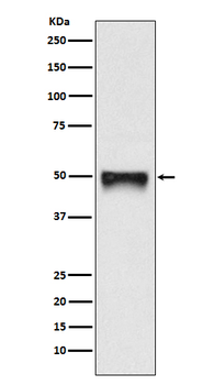 CD209/DC-SIGN Recombinant Rabbit Monoclonal Antibody