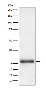 ATG10 Recombinant Rabbit Monoclonal Antibody