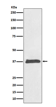BMP2 Recombinant Rabbit Monoclonal Antibody