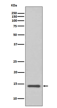 Cystatin-C Recombinant Rabbit Monoclonal Antibody
