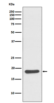 HSPB6 Recombinant Rabbit Monoclonal Antibody