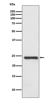 HSP22 Recombinant Rabbit Monoclonal Antibody