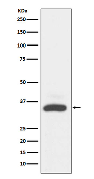 MAD2L1BP Recombinant Rabbit Monoclonal Antibody