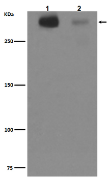 Tenascin Recombinant Rabbit Monoclonal Antibody
