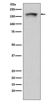 PELP1 Recombinant Rabbit Monoclonal Antibody