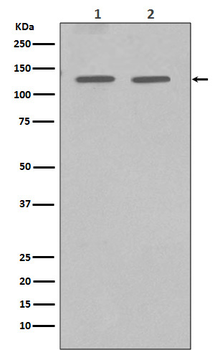 GM130 Recombinant Rabbit Monoclonal Antibody