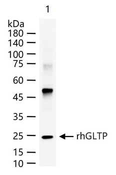 GLTP Rabbit Polyclonal Antibody
