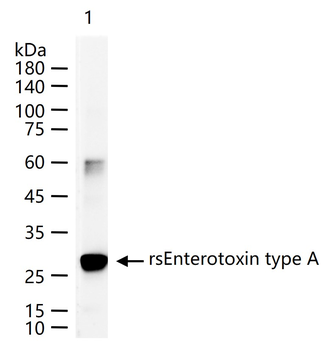 Staphylococcus Enterotoxin A Rabbit Polyclonal Antibody