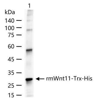 Wnt11 Rabbit Polyclonal Antibody
