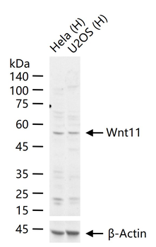 Wnt11 Rabbit Polyclonal Antibody