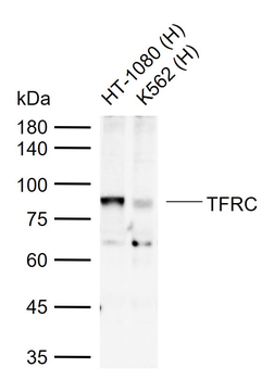 TFRC Rabbit Polyclonal Antibody