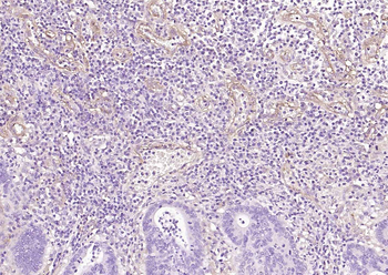 CD90/Thy1 Recombinant Rabbit mAb