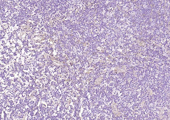 CD90/Thy1 Recombinant Rabbit mAb